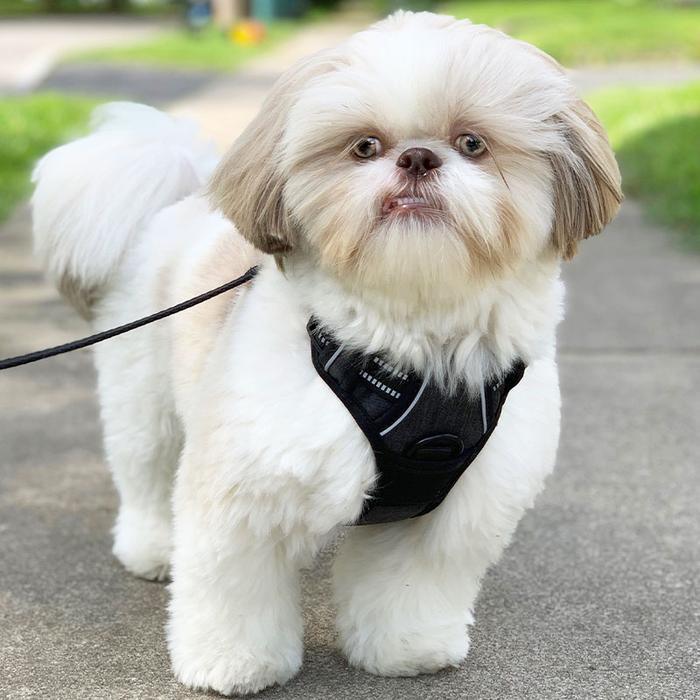 SpeedyPet Harness - Dog Safety